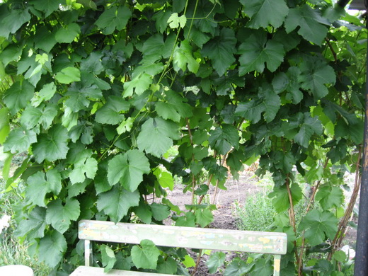 Young bush lowland grapes