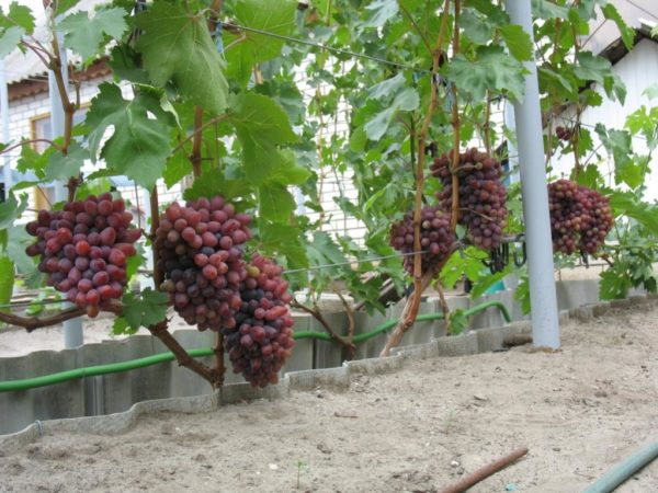  Anniversary grapes Novocherkassk
