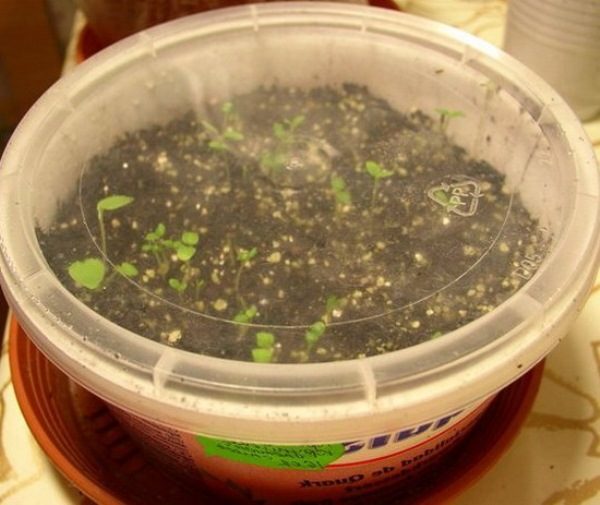 Pousses de jeunes raisins de la graine