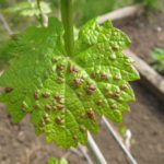 Гроздова листа, засегната от маркировка