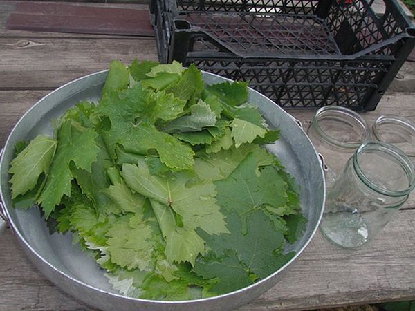 Children from one year can be used decoctions of leaves