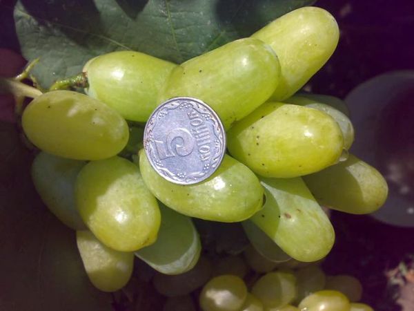 Les avantages de la variété comprennent un produit de base et l’apparence des baies.