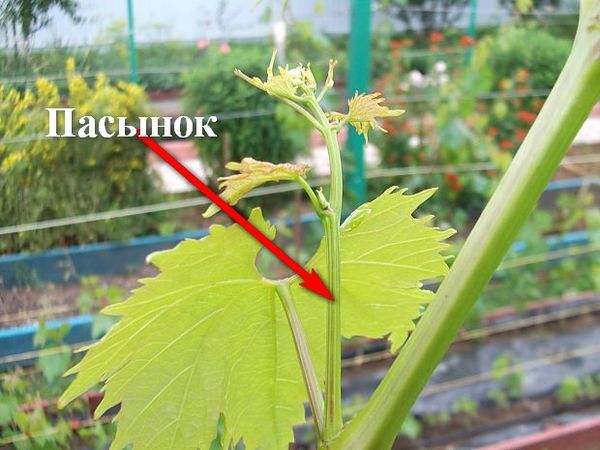 Le masquage après la première récolte est une procédure obligatoire.