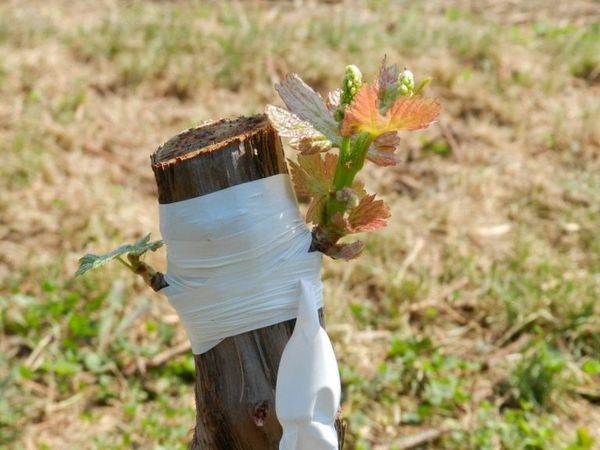 La multiplication par greffe vous permet de faire tourner rapidement les variétés