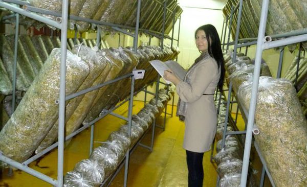 Racks pour la culture des pleurotes