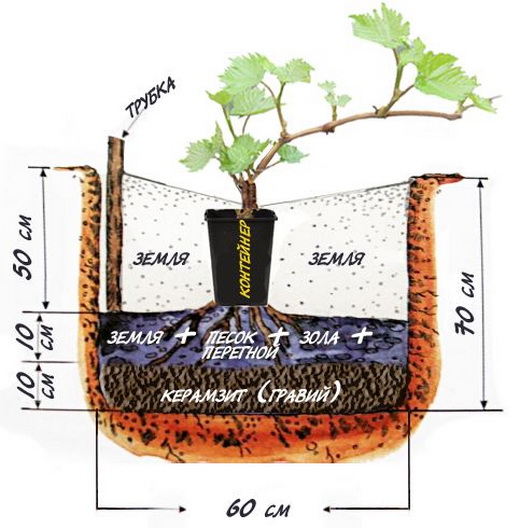 The scheme of planting grapes delight