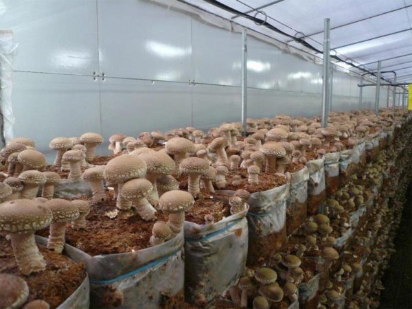 Culture de champignons