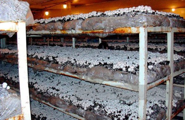 Champignon mantarlarının ekimi