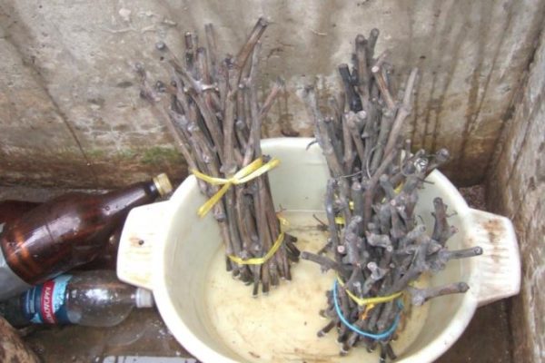 Sprouting cuttings in water