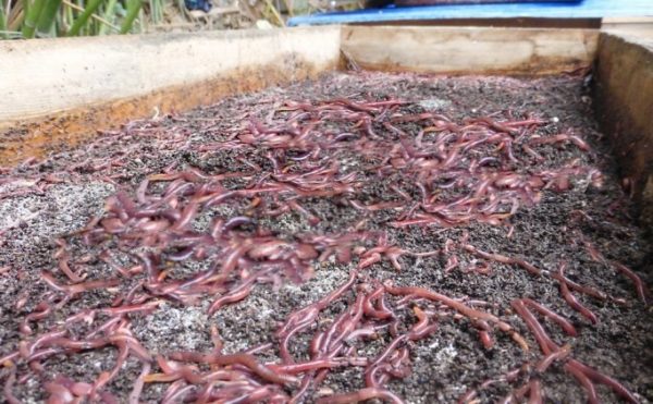 Vers californiens peuplés dans le sol