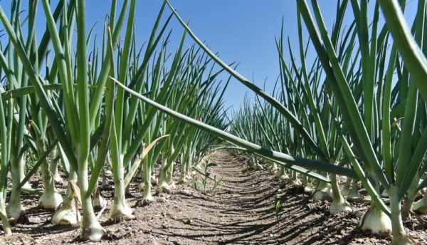 après les oignons, il est bon de semer des concombres, des courgettes, du chou