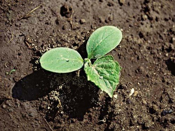 Terre pour les concombres