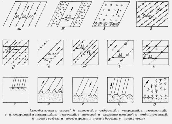 Plan de plantation de carottes