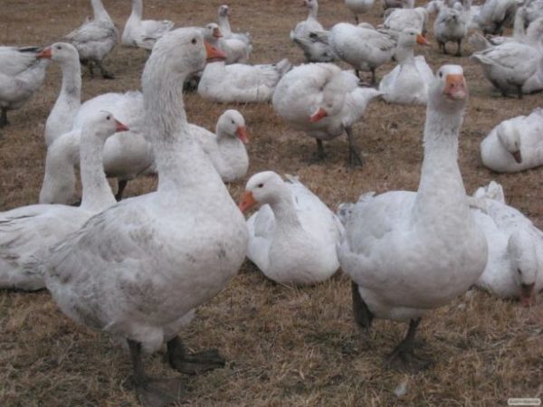 Gus Mamut prend le mal