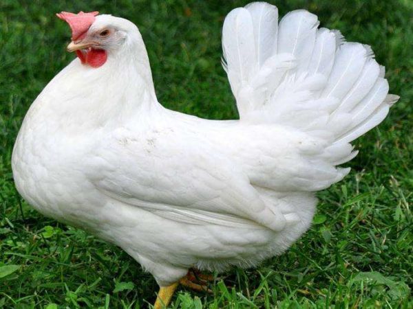 Poulets legorn