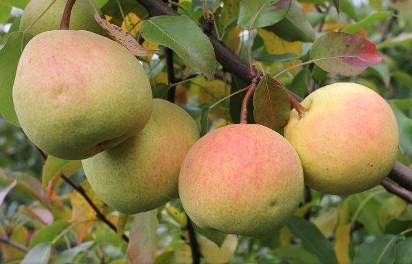 Rossoshanskaya - une poire avec les fruits de la maturation d'automne