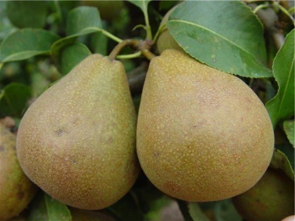 Poire biélorusse tardive