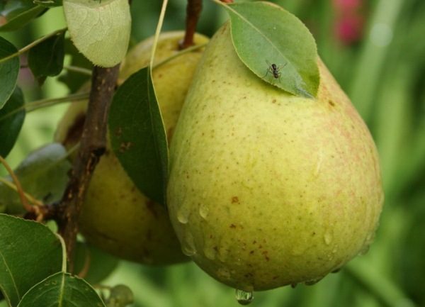 La poire Bessemyanka appartient aux variétés à haut rendement