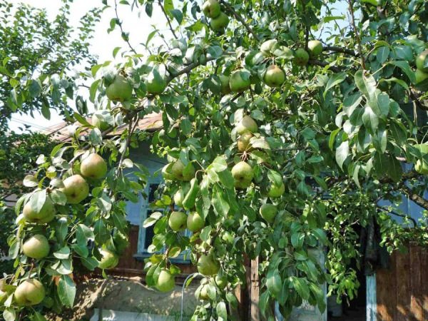Les poires du Pass-Krasan ont besoin de beaucoup de soleil.