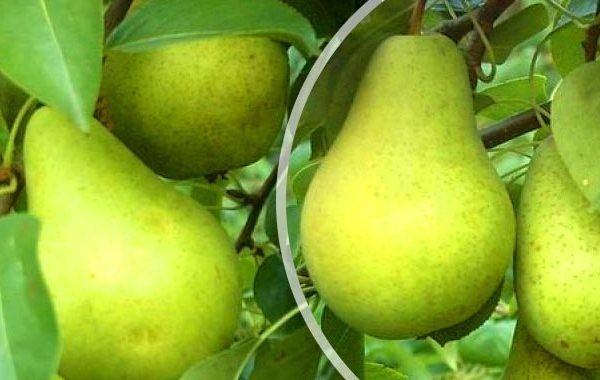 Les fruits de la variété Pervomayskaya peuvent être conservés jusqu'à 8 mois