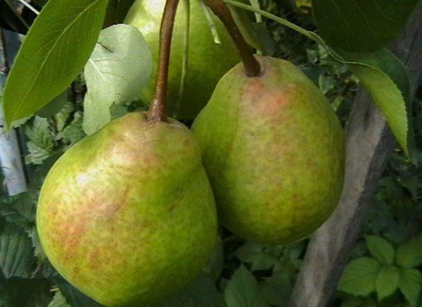 Le conte de fées de poire se caractérise par sa taille haute et très fructueuse