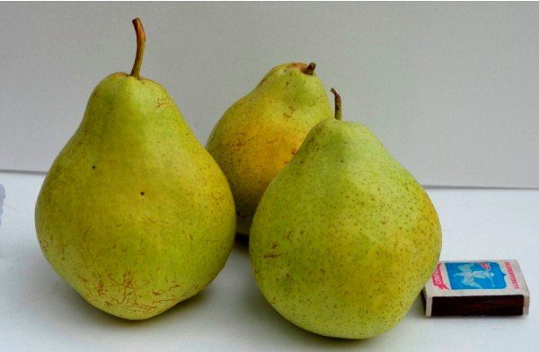 Poire Victoria