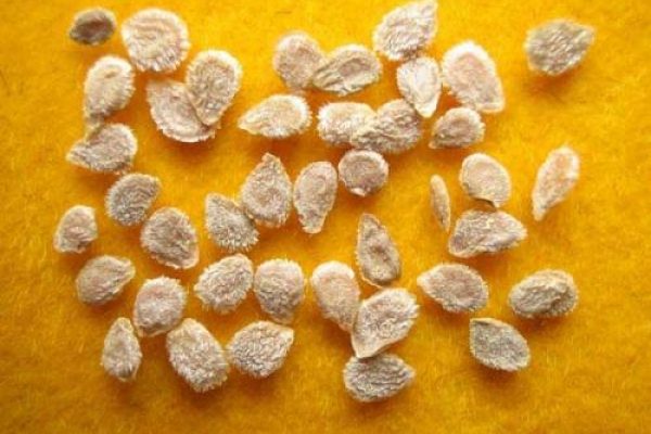 Il est recommandé de planter les graines de tomates dans la seconde moitié de février.