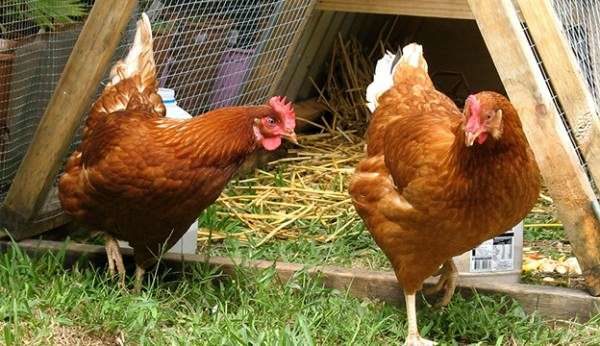 Variété High Line hautement rentable