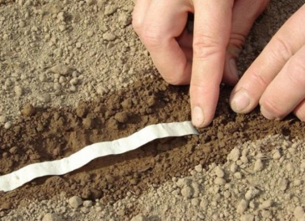 Le ruban fini peut être acheté au magasin et immédiatement planté