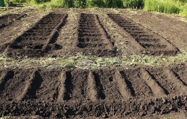 Les concombres ne poussent pas sur un sol trop sec