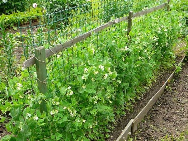 La parcelle de pois est choisie ensoleillée, avec une nappe phréatique profonde