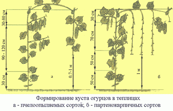 Schéma d'élagage du concombre
