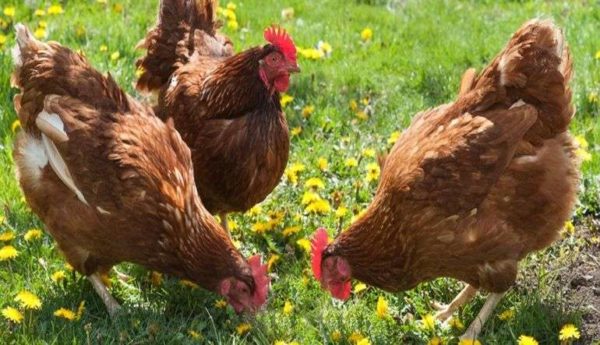 Layers Loman Brown sans prétention aux conditions de vie