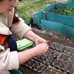 Carottes assis droit dans la cellule