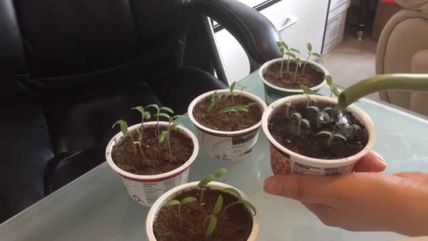 Arroser les tomates de préférence selon un schéma pré-sélectionné.