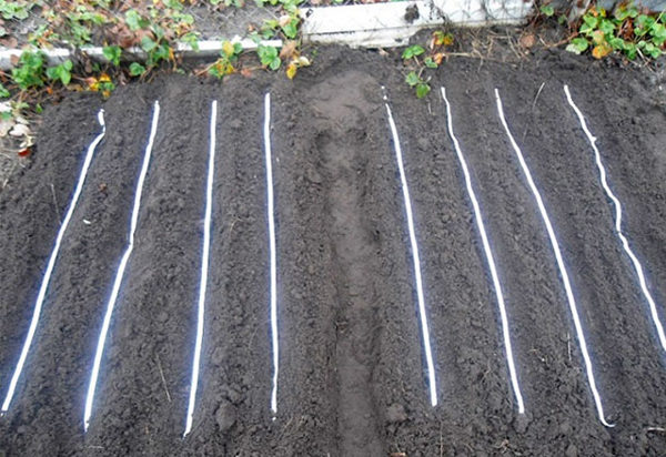 Lit de fleurs avec des graines de carotte