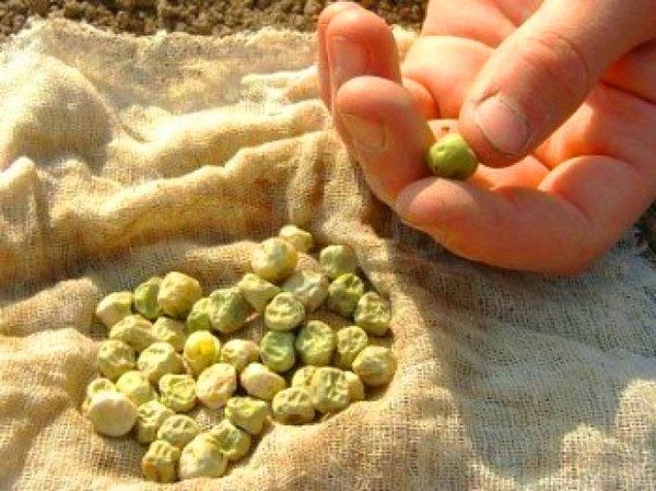 Calibrer les pois avant de planter.