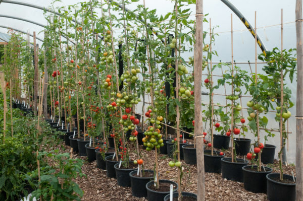 Tomates, formées dans une tige